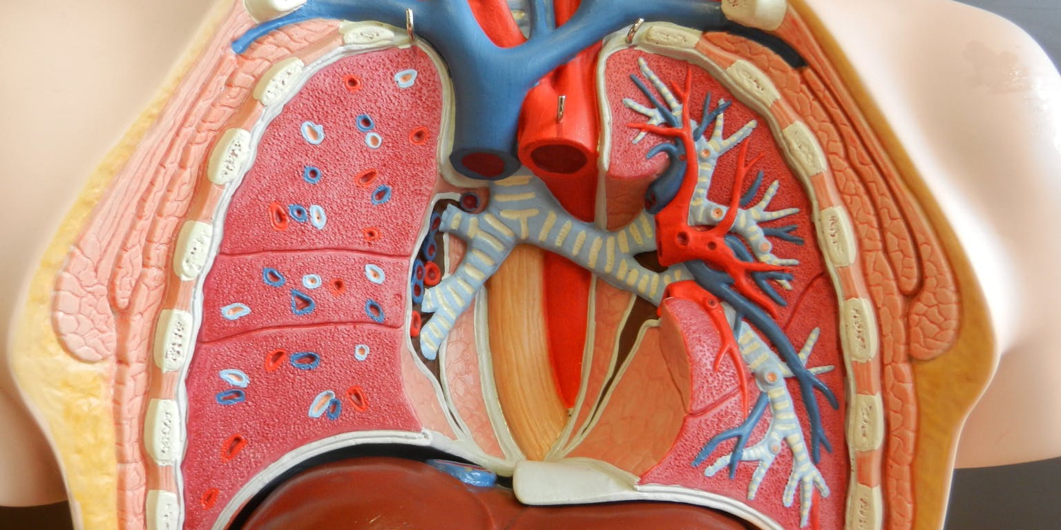 Een model van een menselijke torso met de interne organen.