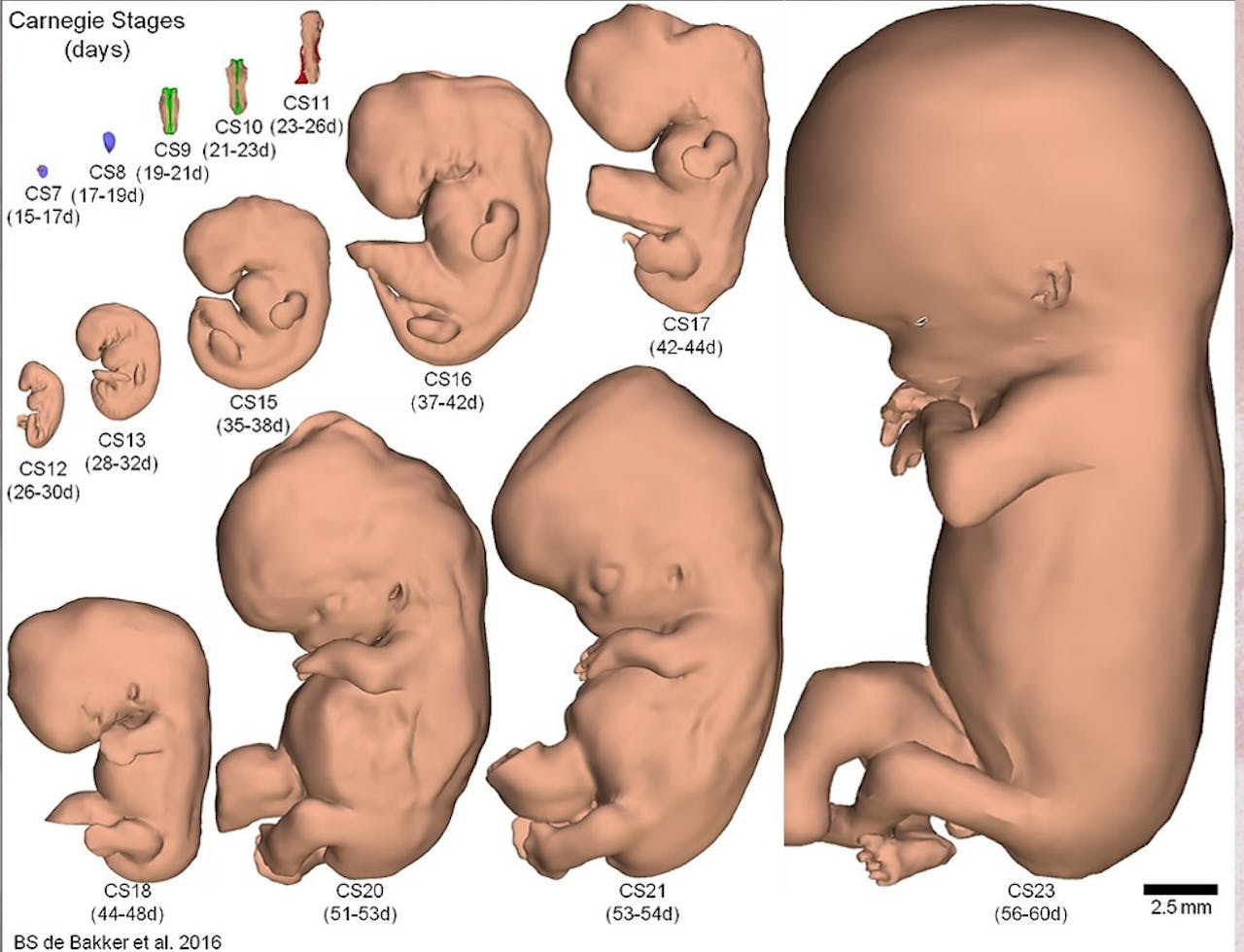 De embryonale ontwikkeling van dag 15 tot dag 60. Dat paarse knopje links in de eerste rij is een embryo van 15-17 dagen oud. Daar is de gastrulatie net begonnen. Voor de schaal: het zwarte streepje is 2,5 mm.