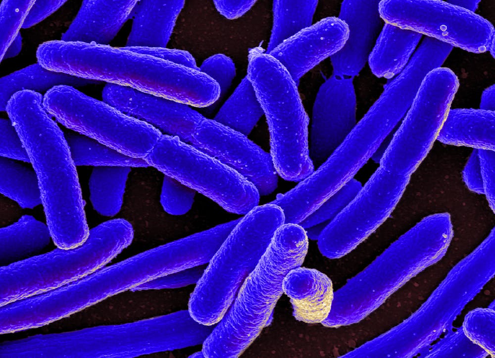 Visualisatie van de E.Colli bacterie