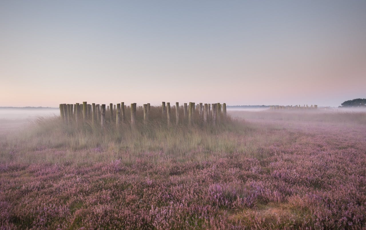 Een veld met paarse bloemen in de mist.