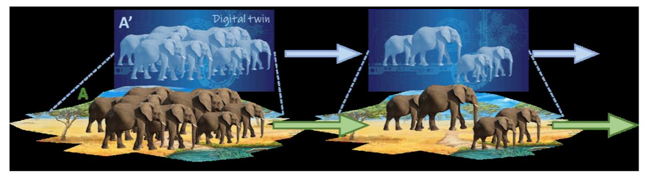 Een schematische weergave van een olifantenpopulatie (A) en zijn digitale tweeling (A'). De digitale tweeling is als het ware een levende kopie van de werkelijkheid, maar dan digitaal. Hiermee observeren we ongestoord hoe het gaat met de olifanten.