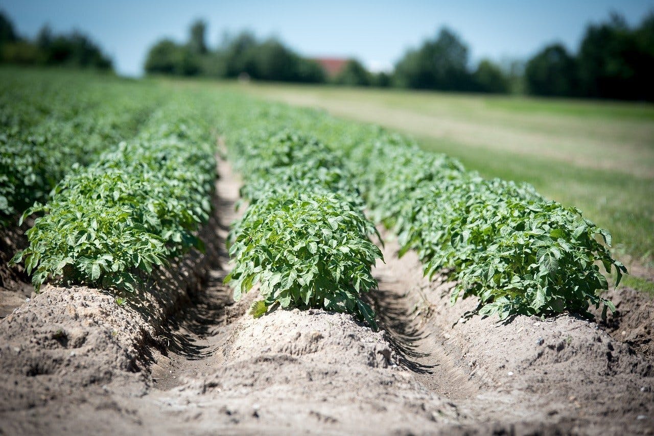 Aardappelteelt in een veld.