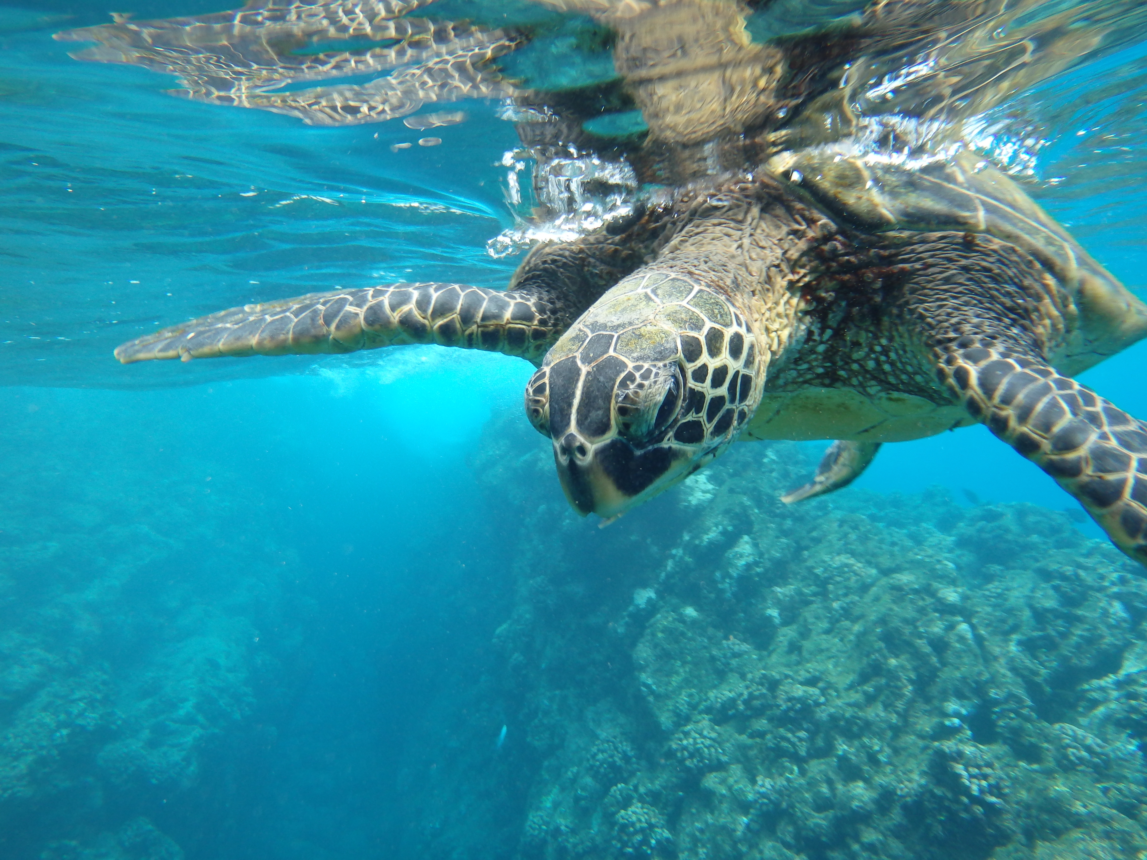 Groene zeeschildpad zwemt onder water net onder het wateropppervlak