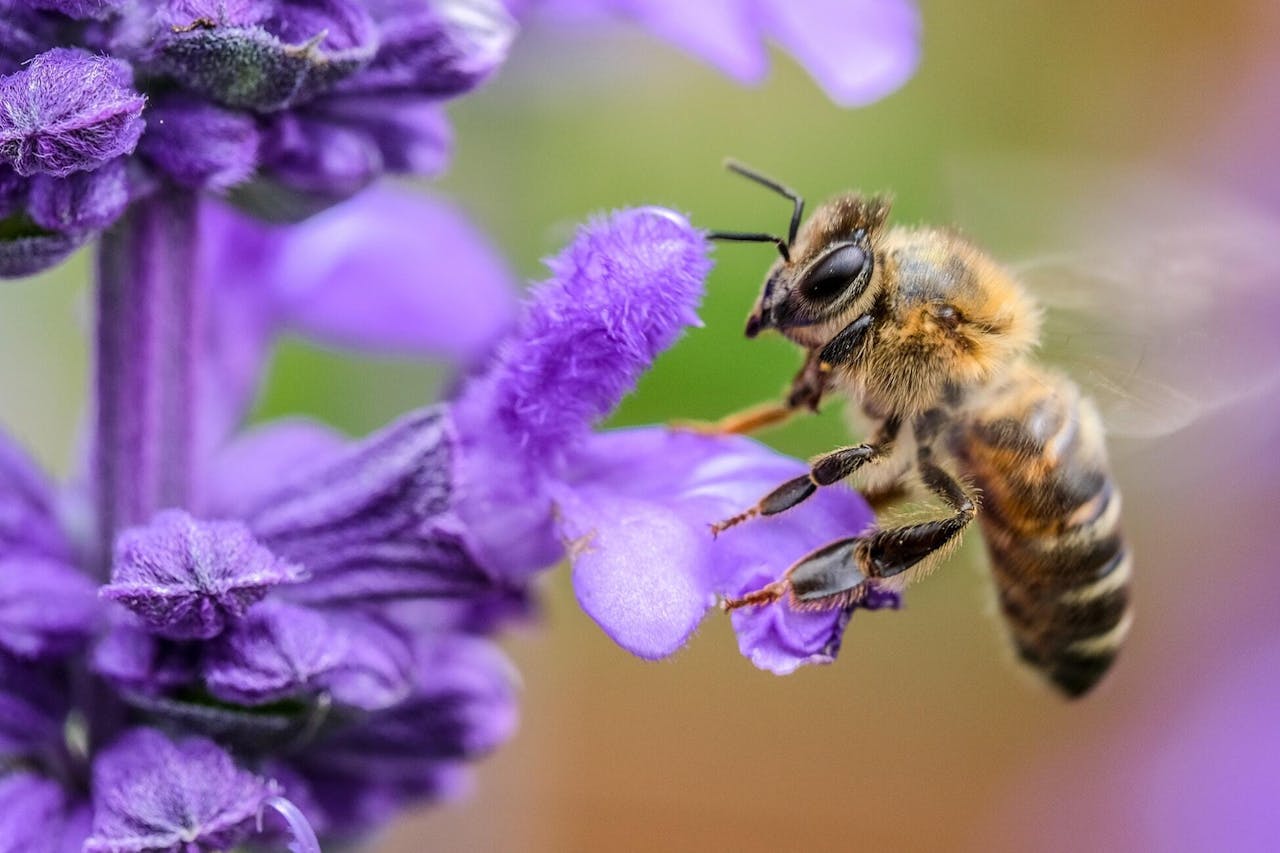 Een bij vliegt naar een paarse bloem.