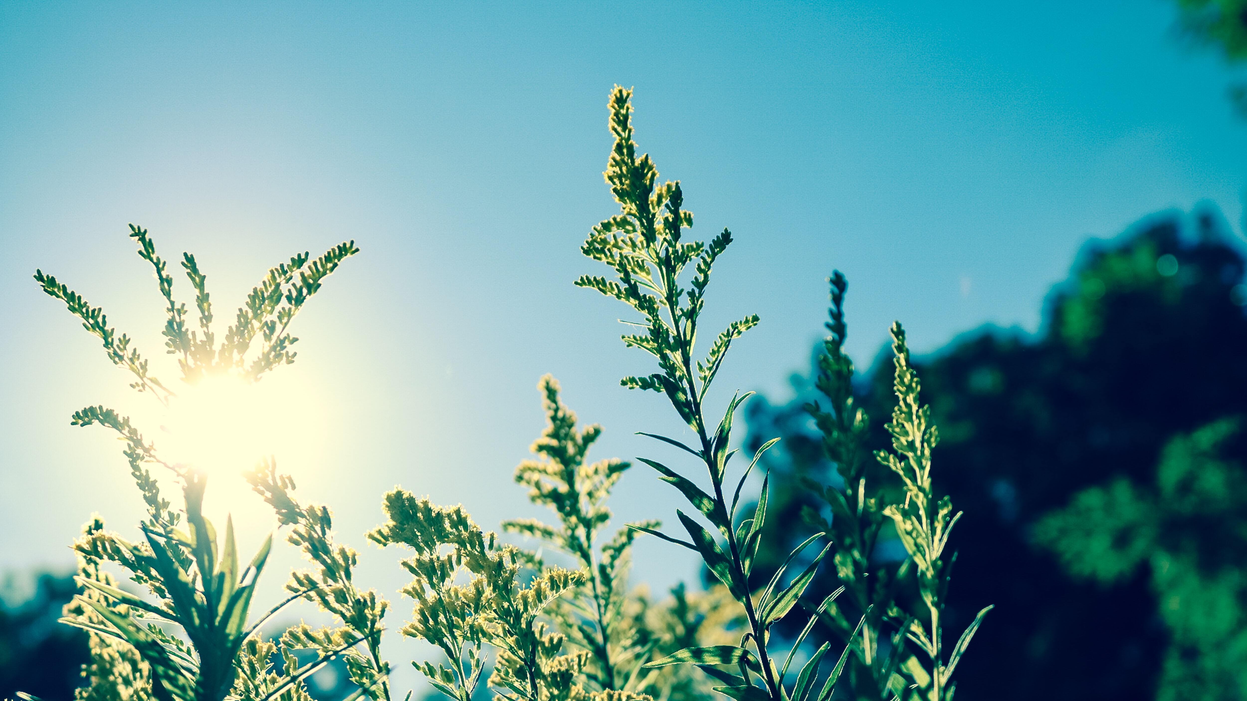 De zon schijnt door een veld met hoog gras.
